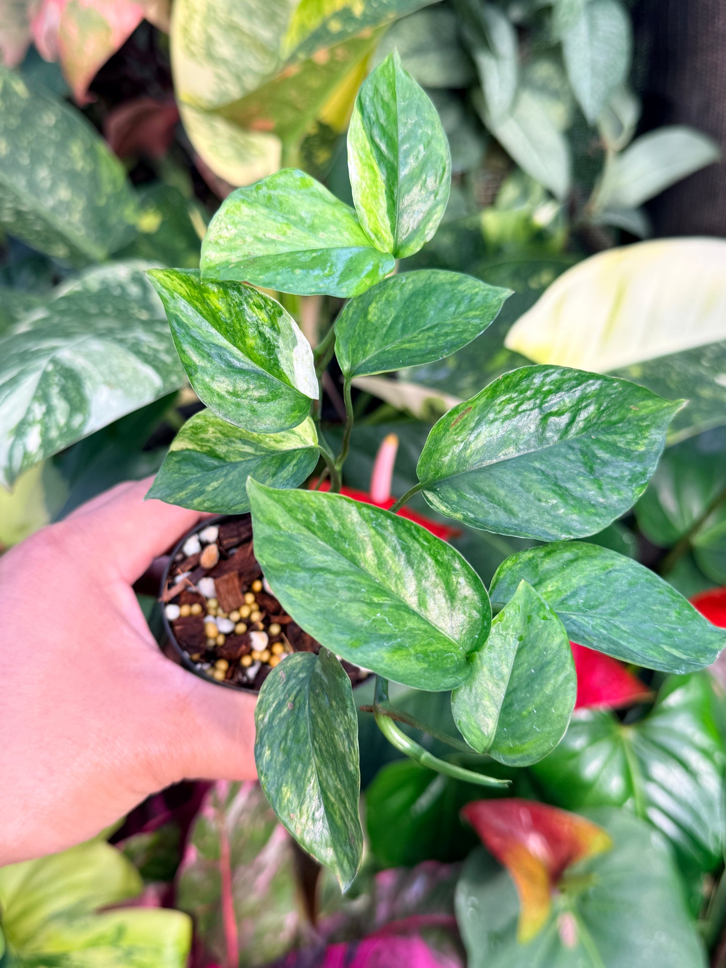 Epipremnum Sp. 'Bali Hanoman' NONTC P44