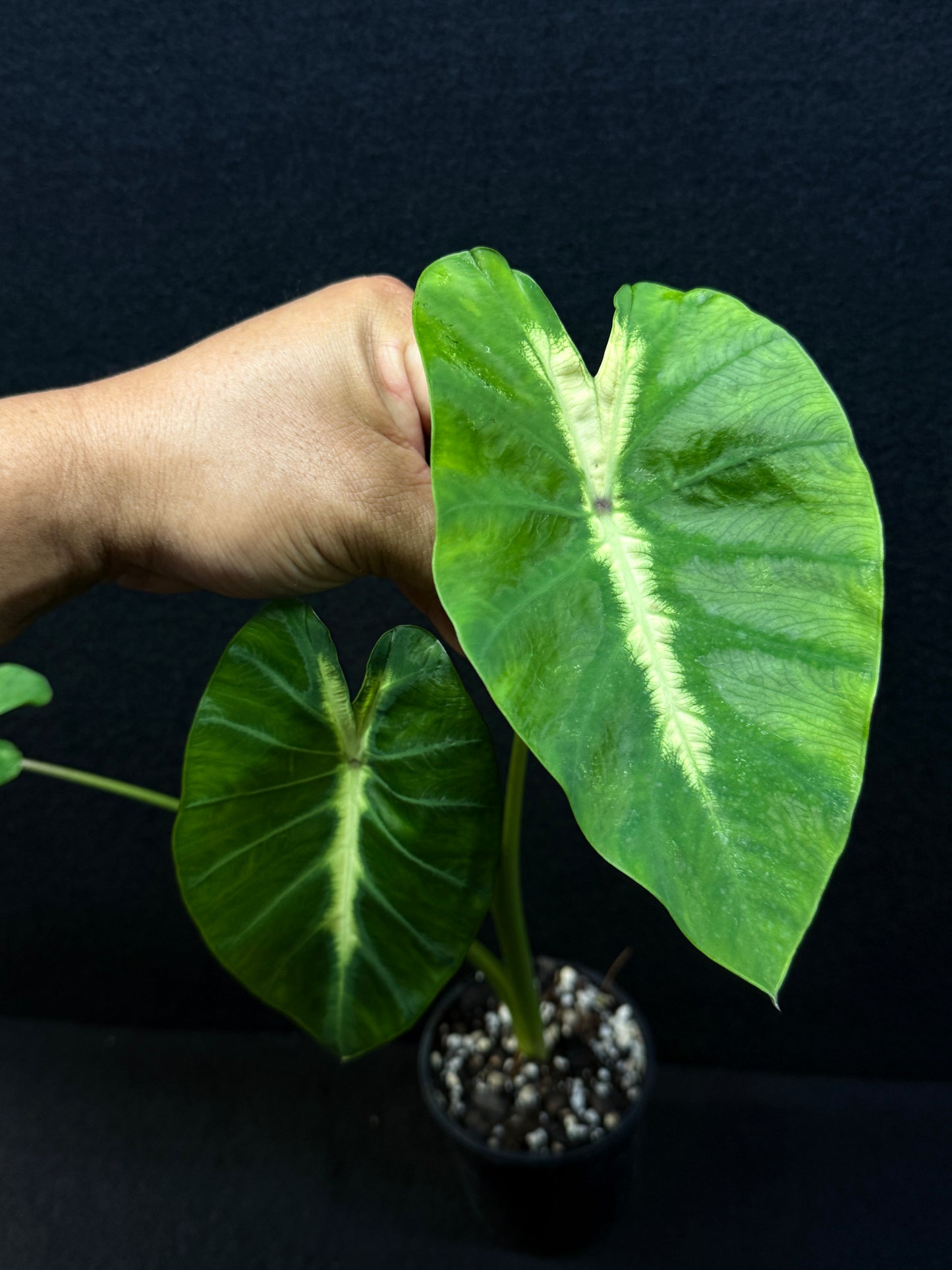 Colocasia 'Maui Sunrise' - Best Pick of the Crop!