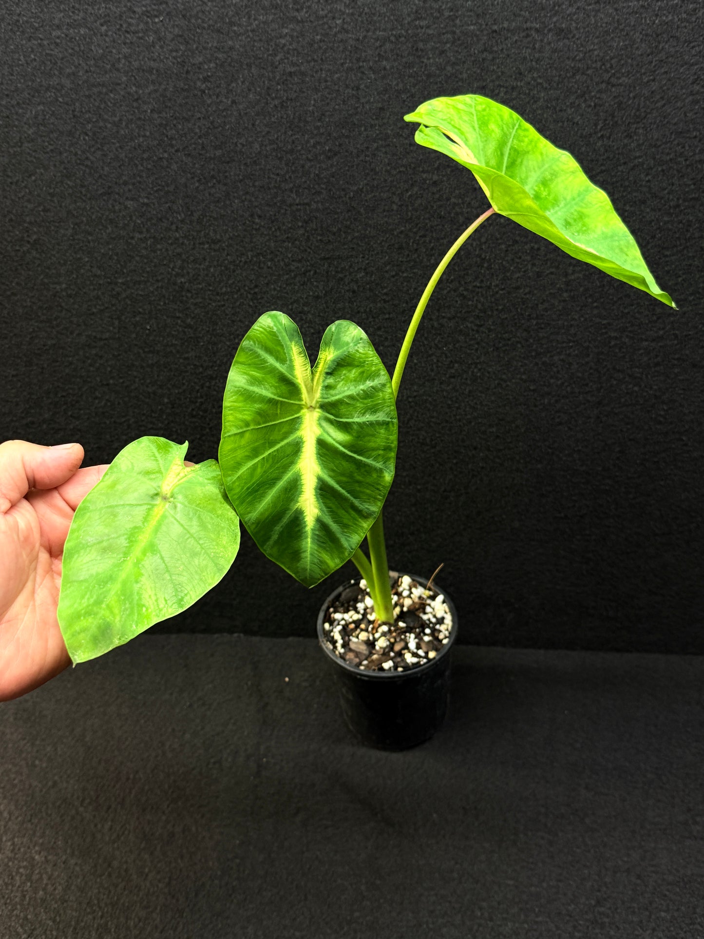 Colocasia 'Maui Sunrise' - Best Pick of the Crop!