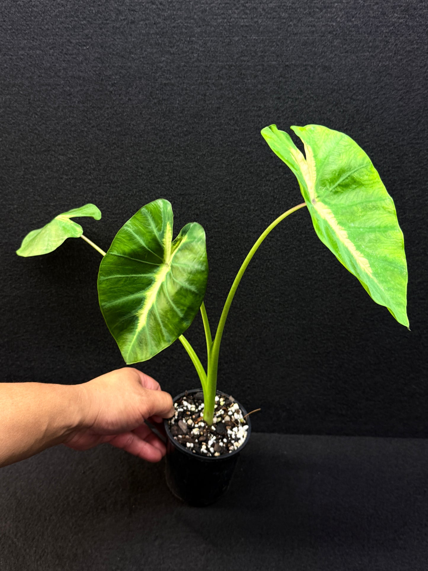 Colocasia 'Maui Sunrise' - Best Pick of the Crop!