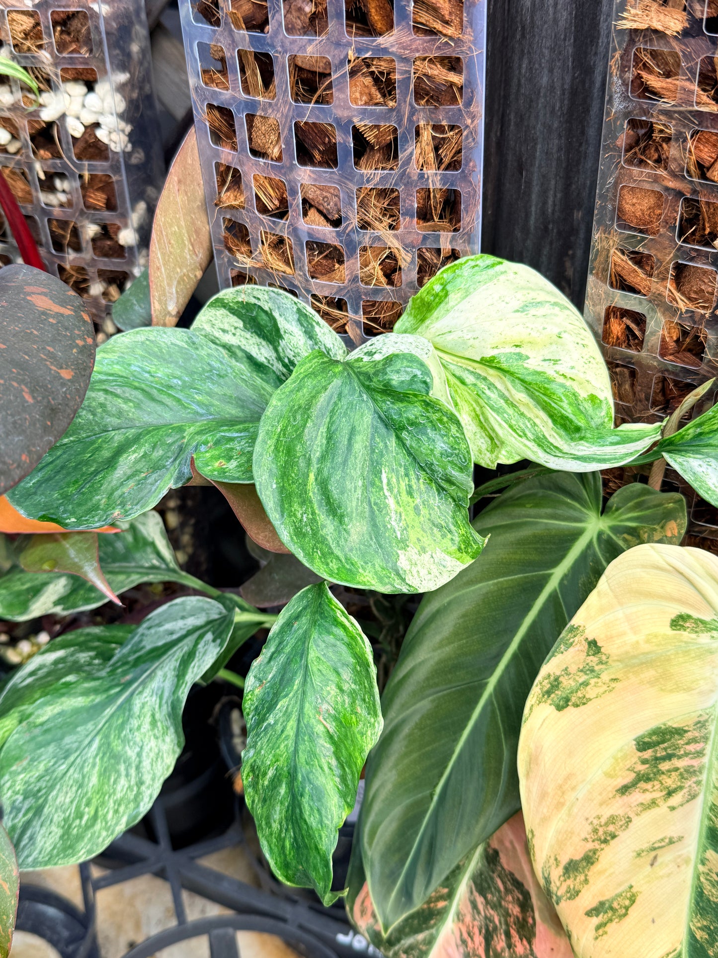 Epipremnum Sp. 'Bali Hanoman' NONTC L44