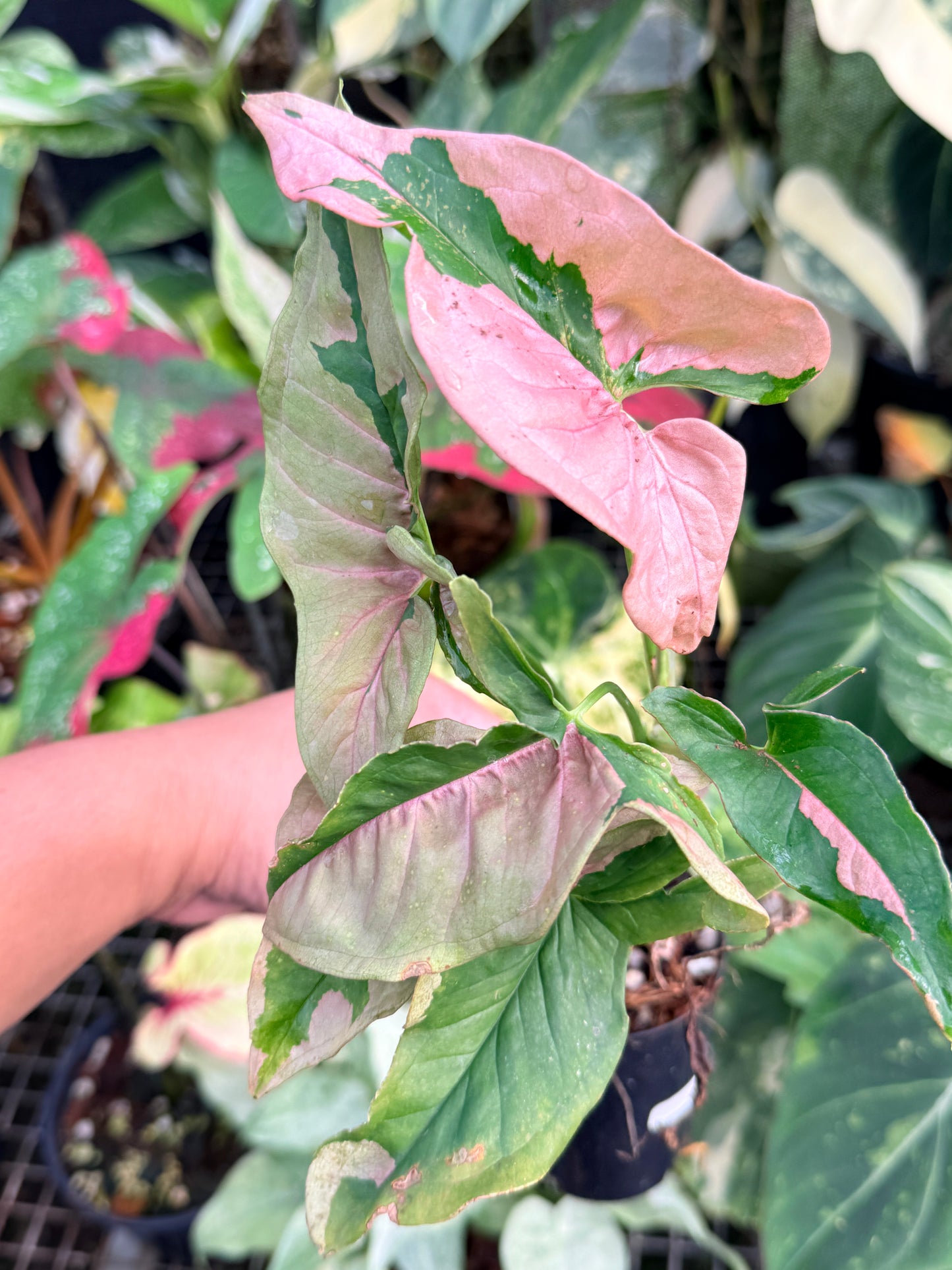 Syngonium 'Beauty' P41