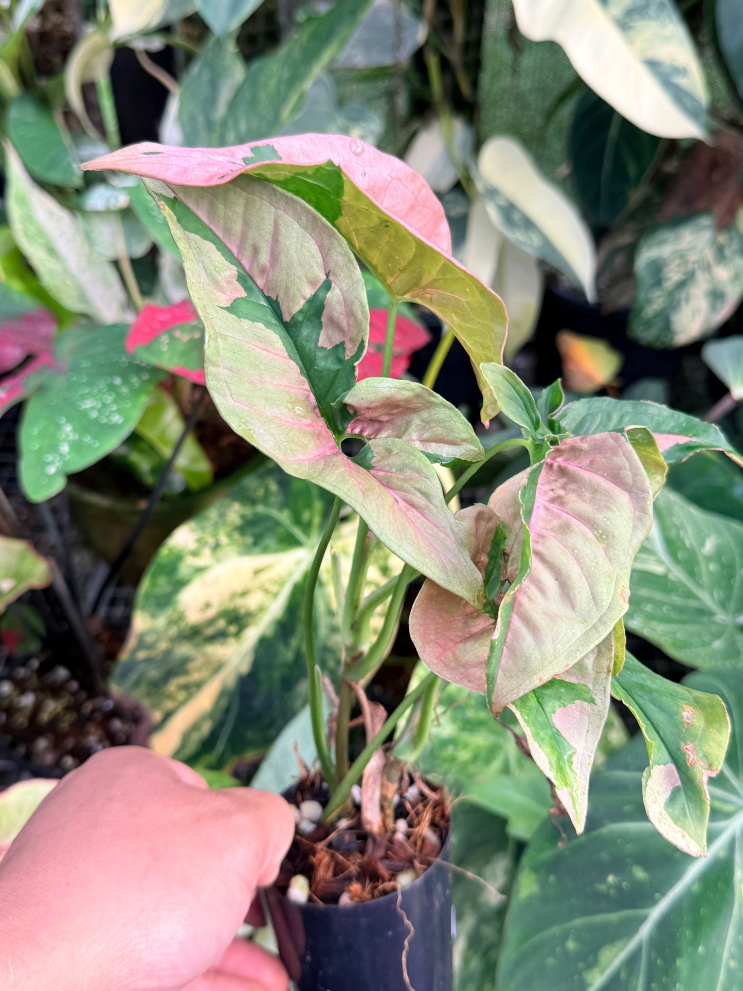 Syngonium 'Beauty' P41