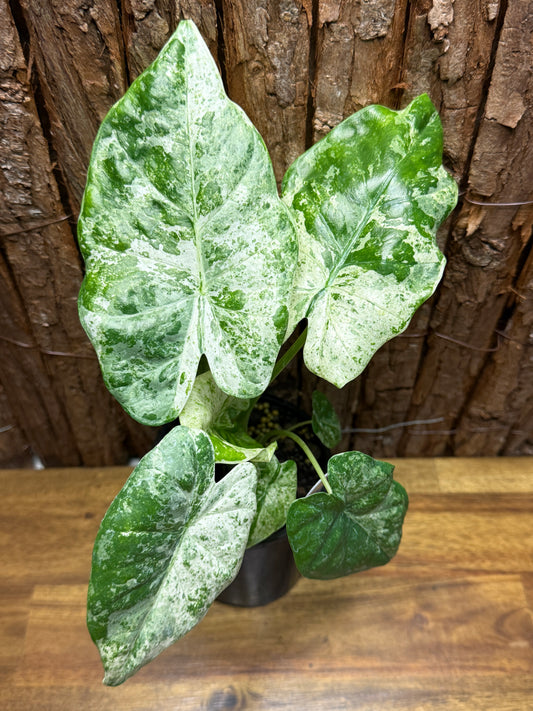 Alocasia macrorrhizos Camouflage Splash