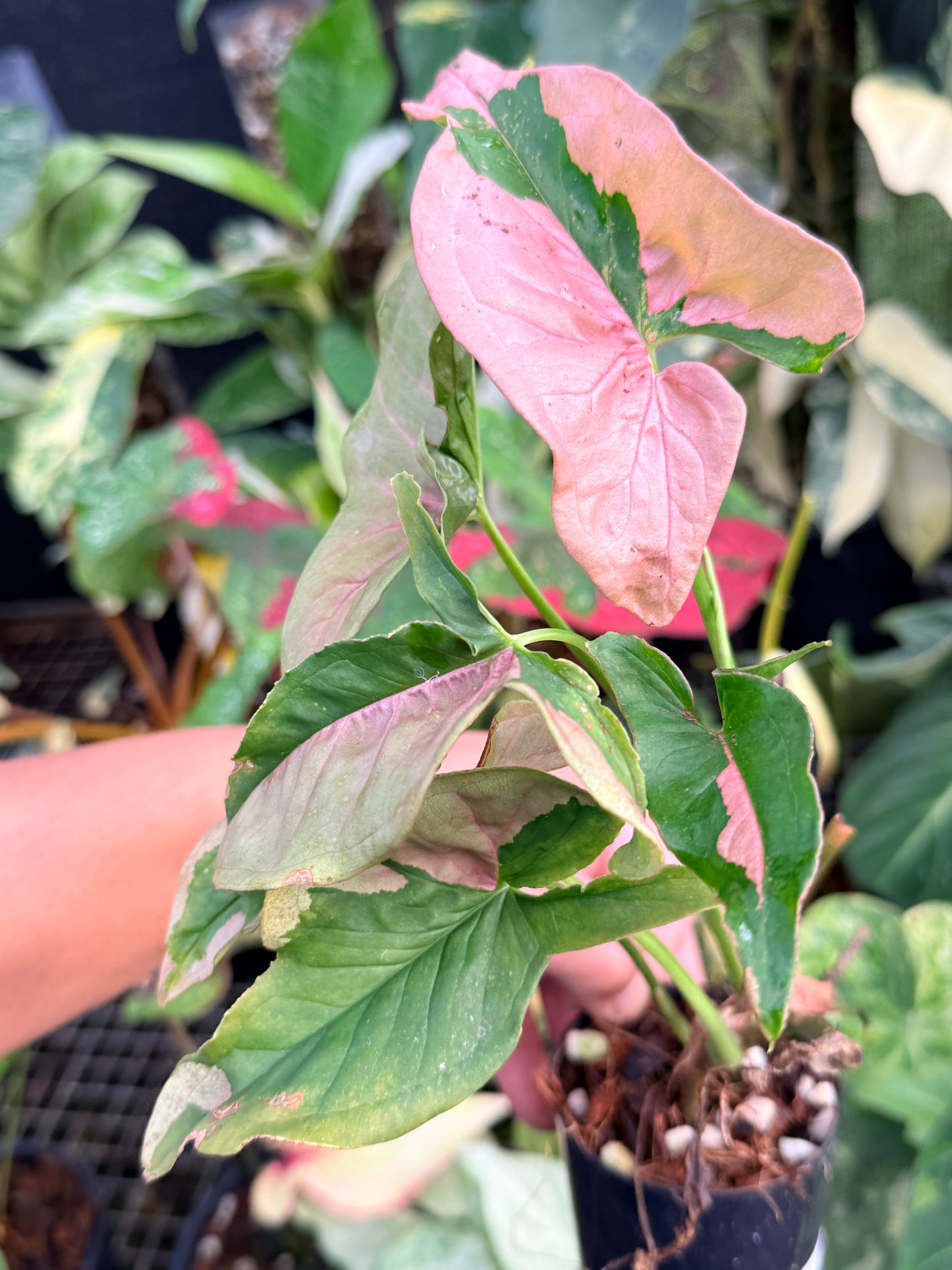 Syngonium 'Beauty' P41