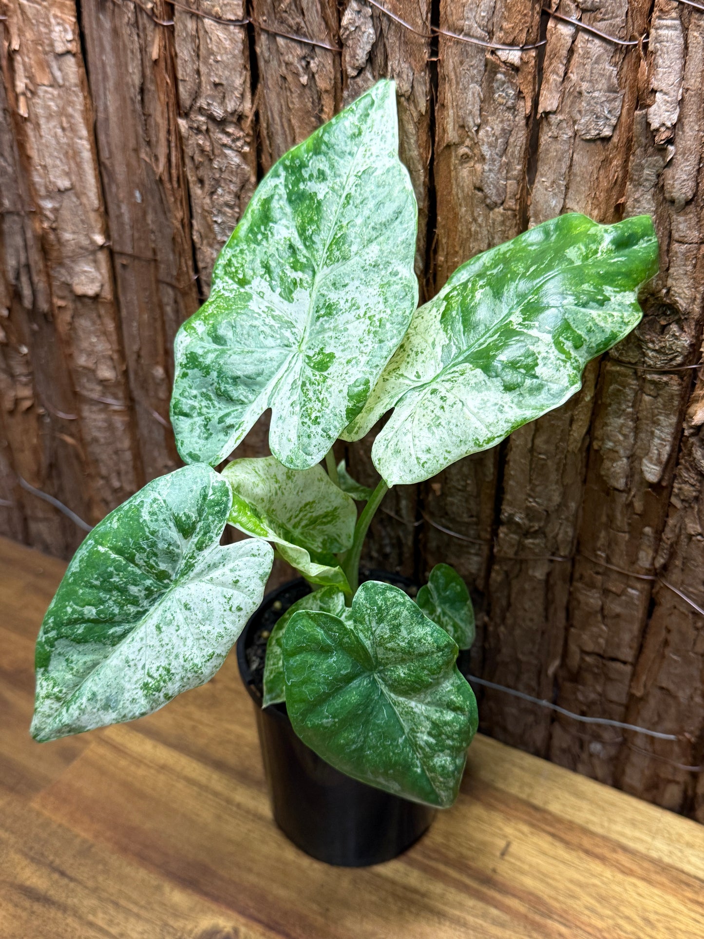 Alocasia macrorrhizos Camouflage Splash