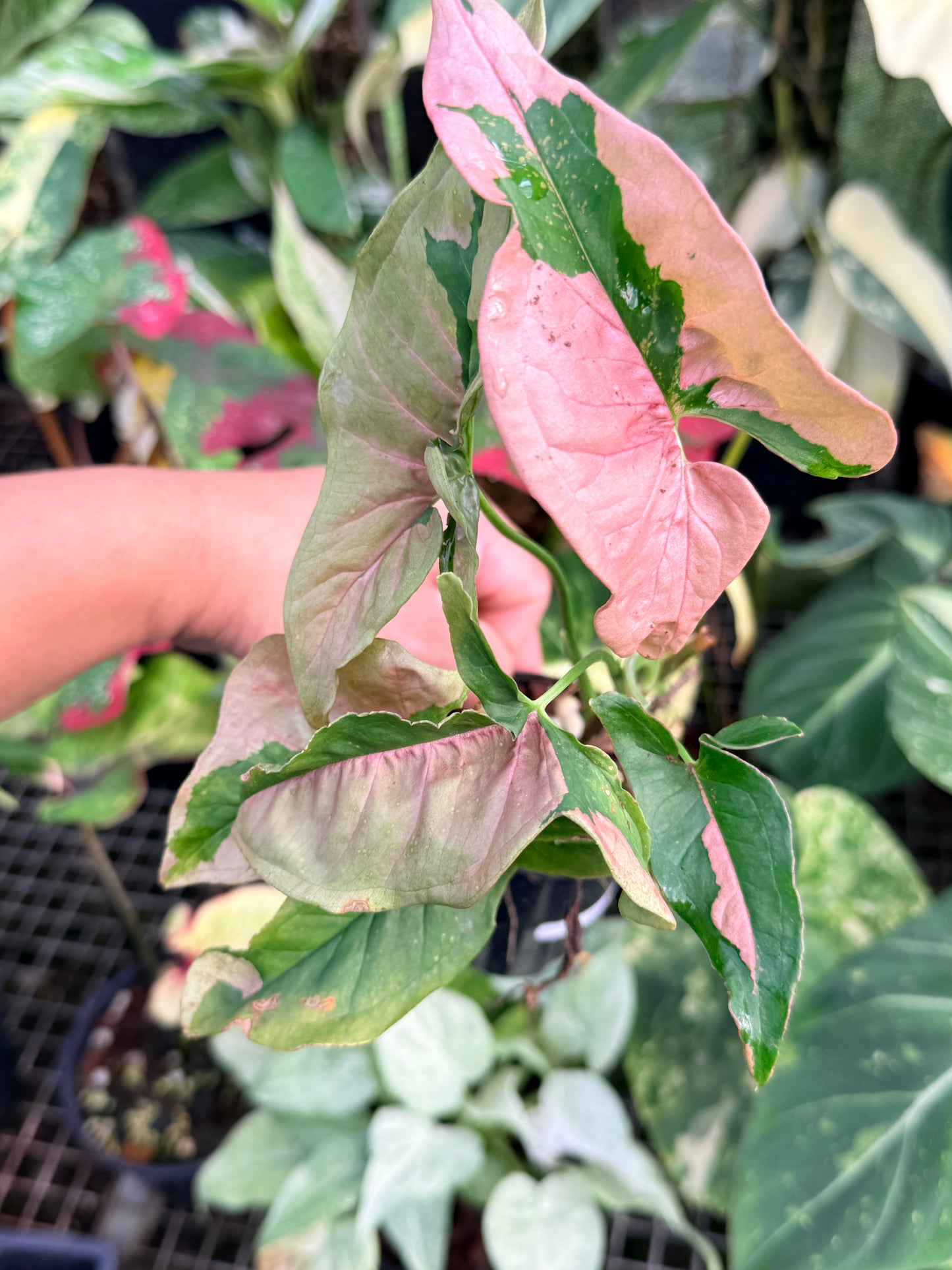 Syngonium 'Beauty' P41