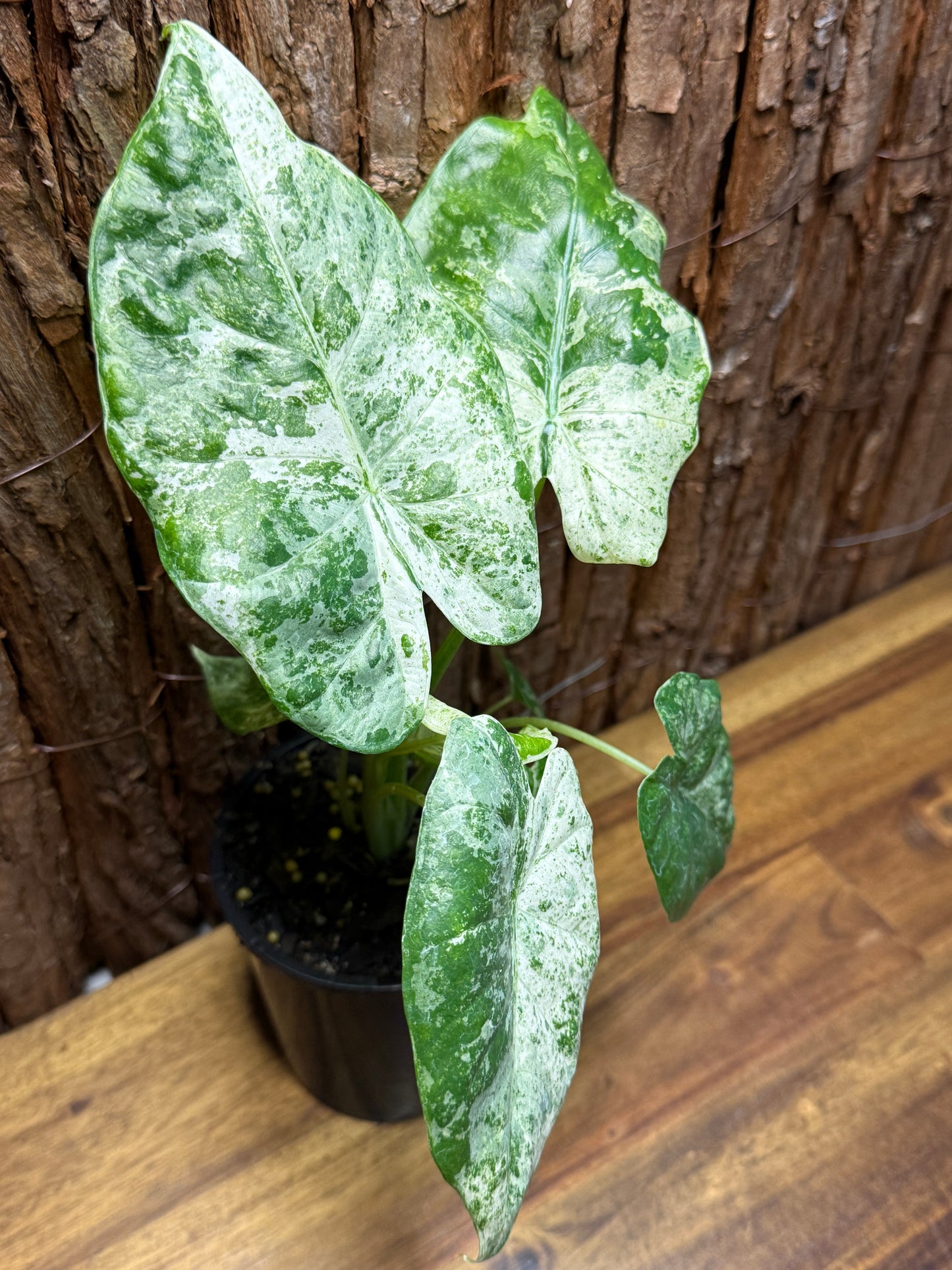 Alocasia macrorrhizos Camouflage Splash