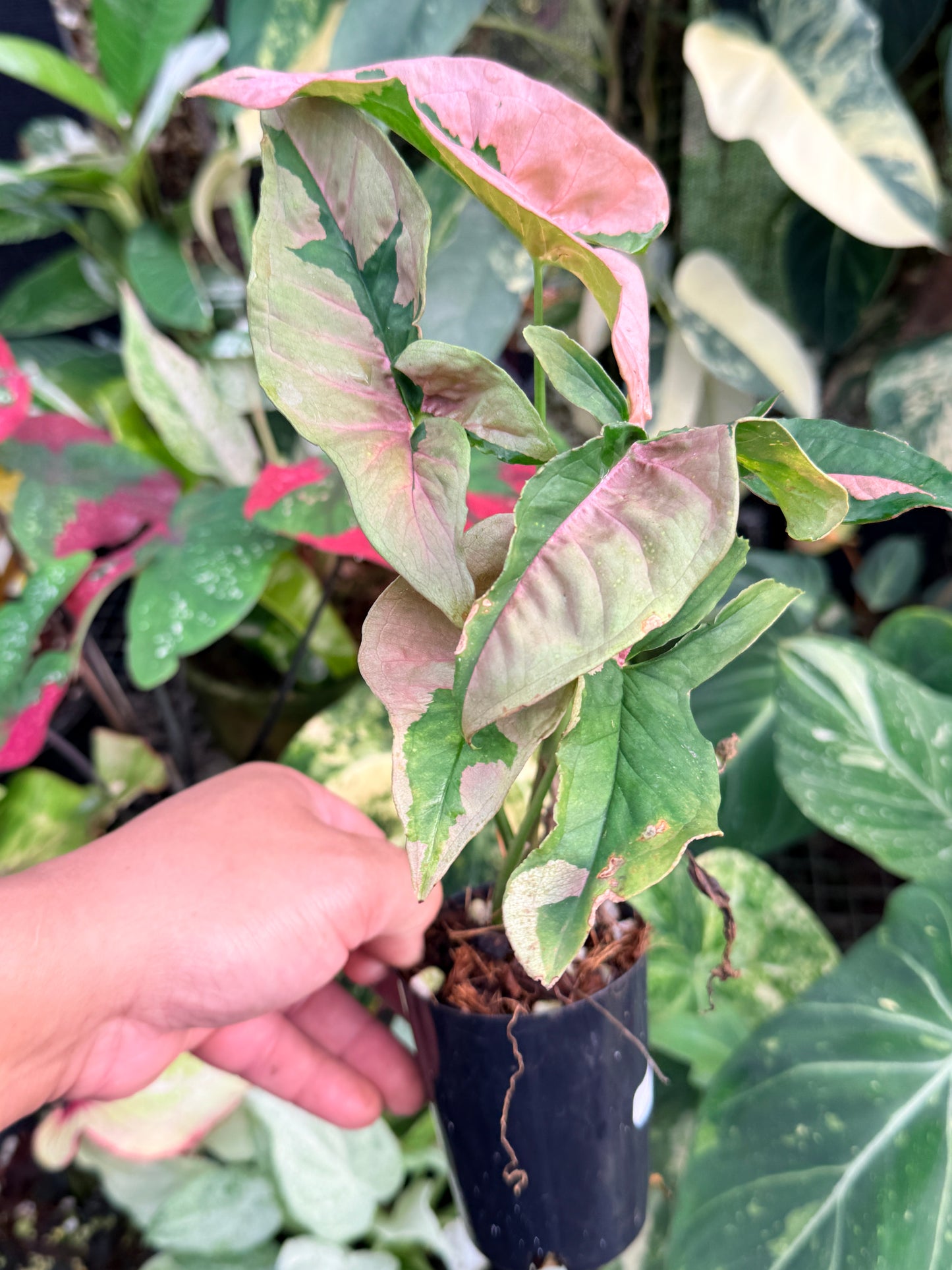 Syngonium 'Beauty' P41