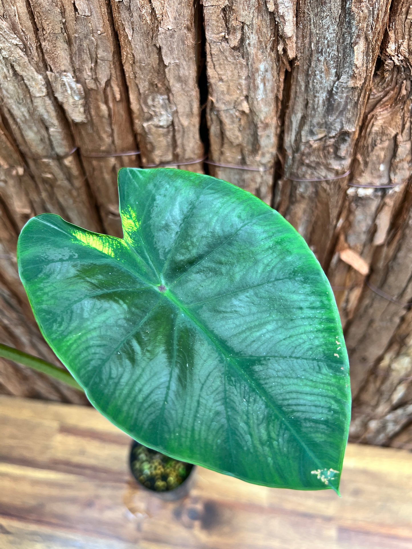 Colocasia Light Pillar B301