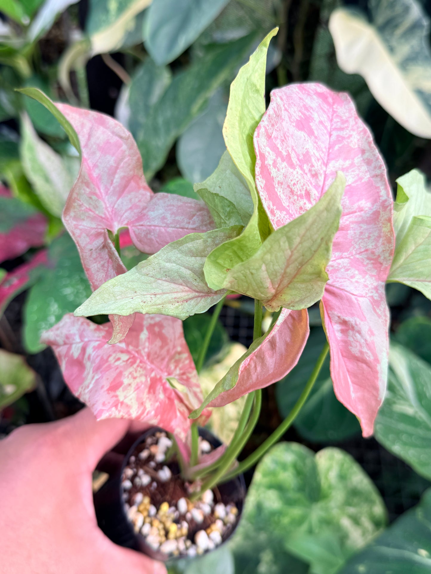 Syngonium 'Milk Confetti' NONTC P42