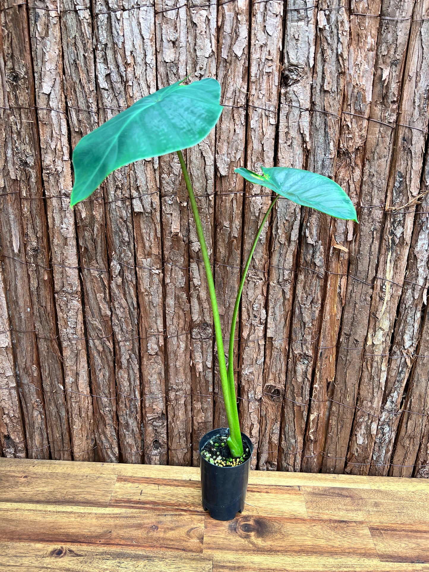 Colocasia Light Pillar B301