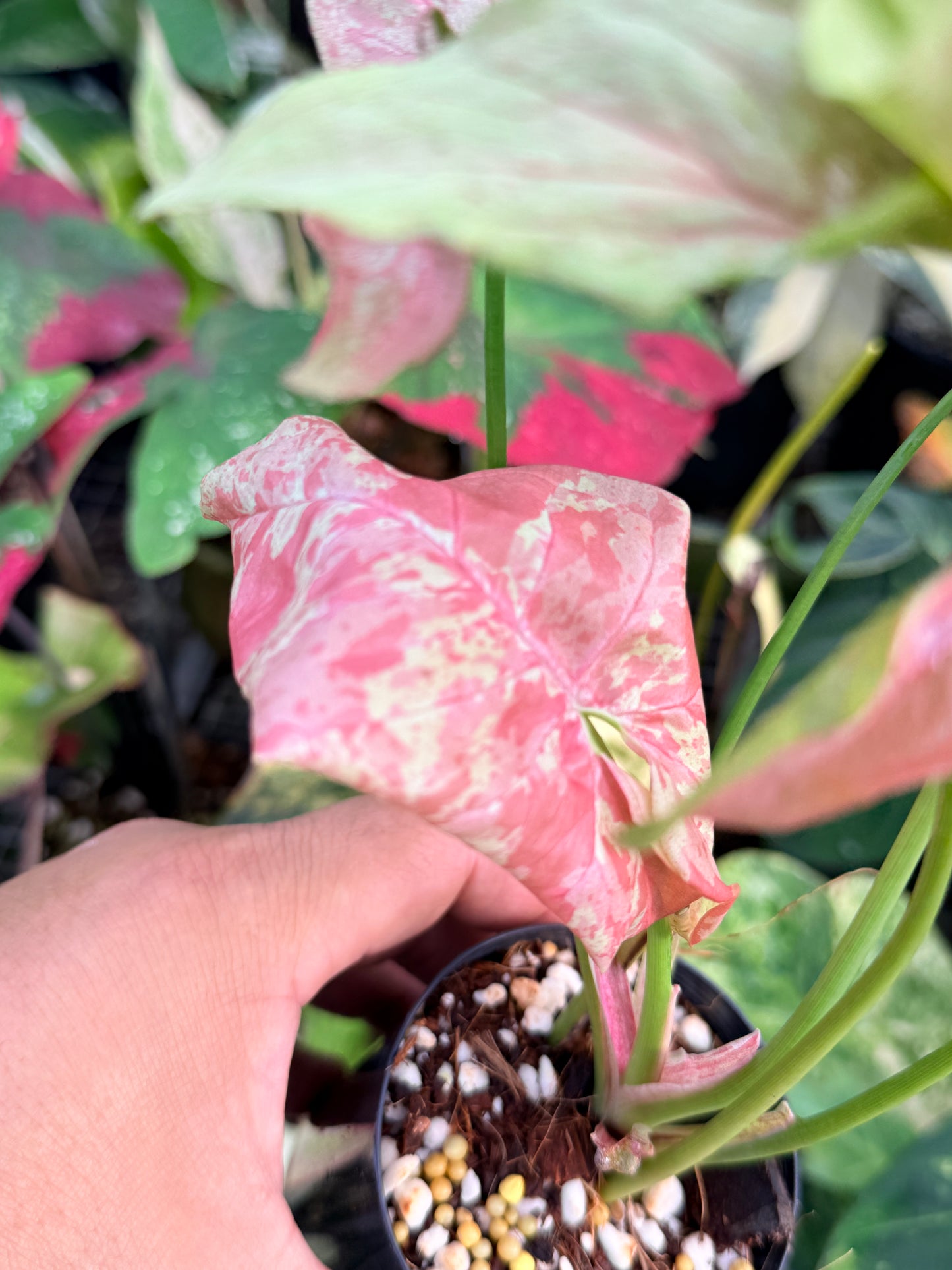 Syngonium 'Milk Confetti' NONTC P42