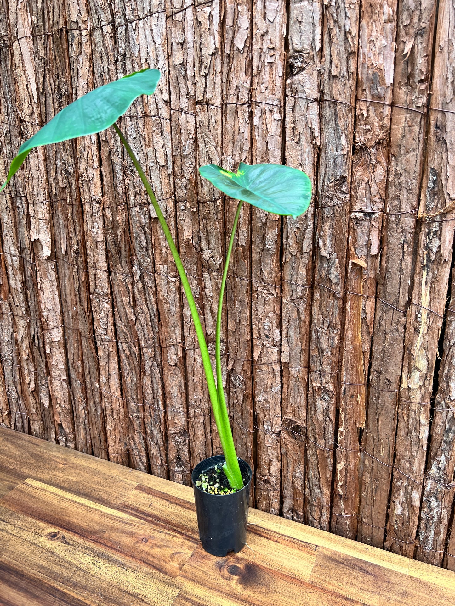 Colocasia Light Pillar B301