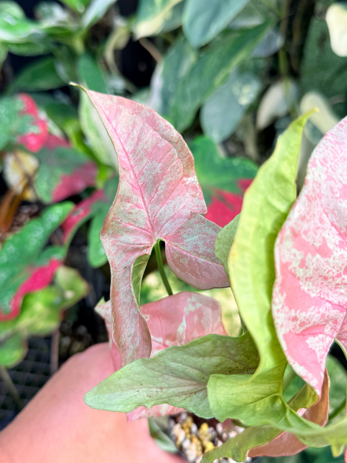 Syngonium 'Milk Confetti' NONTC P42