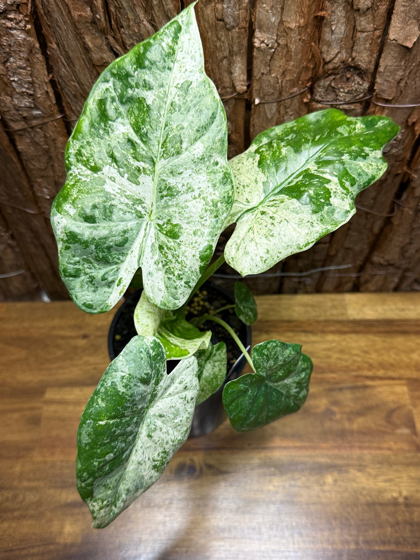 Alocasia macrorrhizos Camouflage Splash