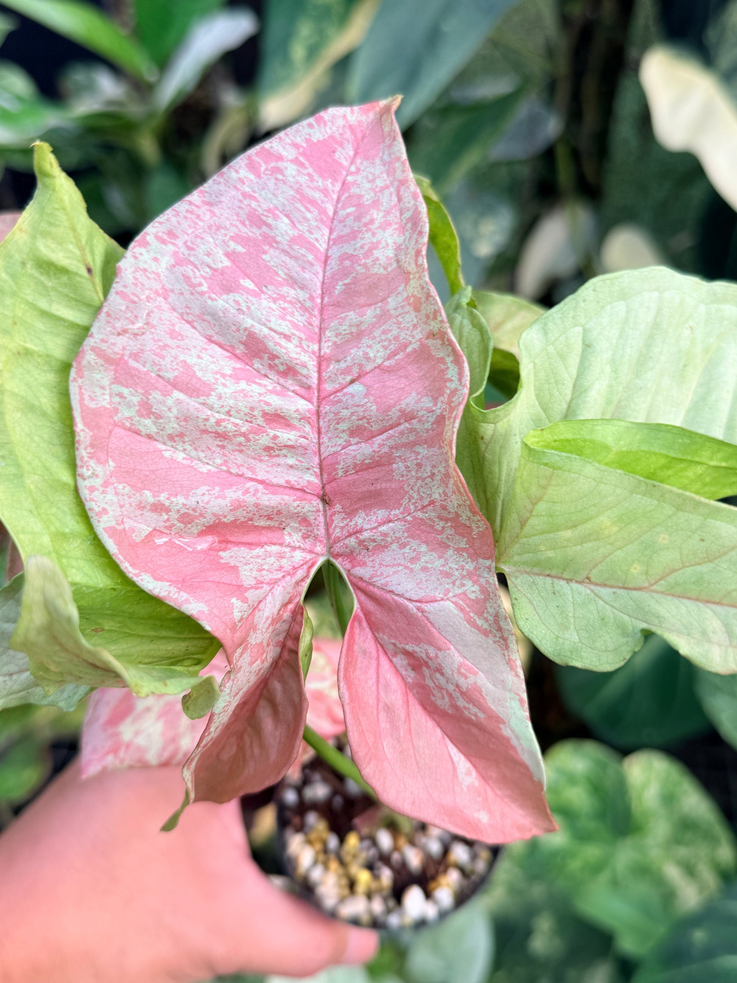 Syngonium 'Milk Confetti' NONTC P42