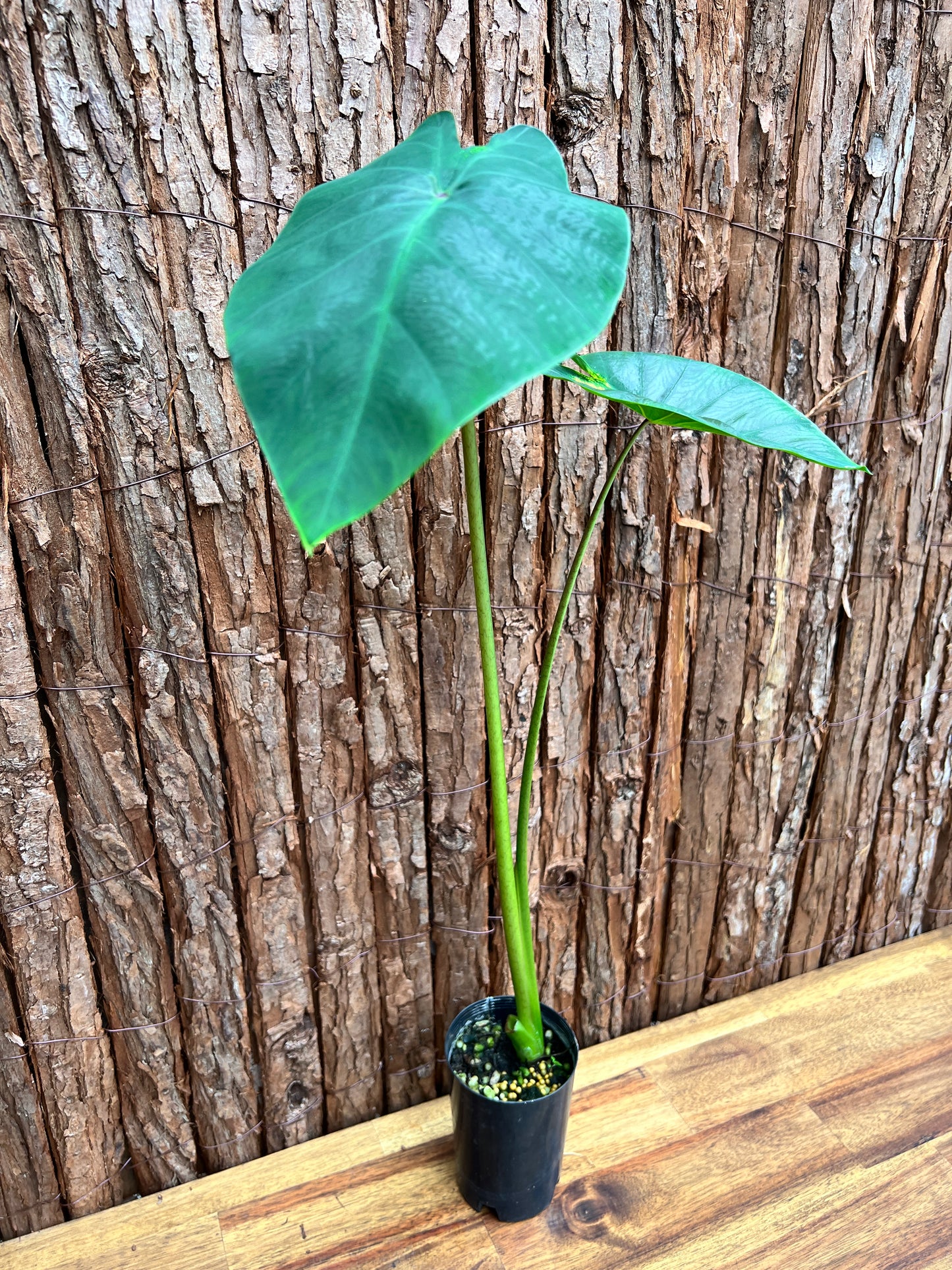 Colocasia Light Pillar B301