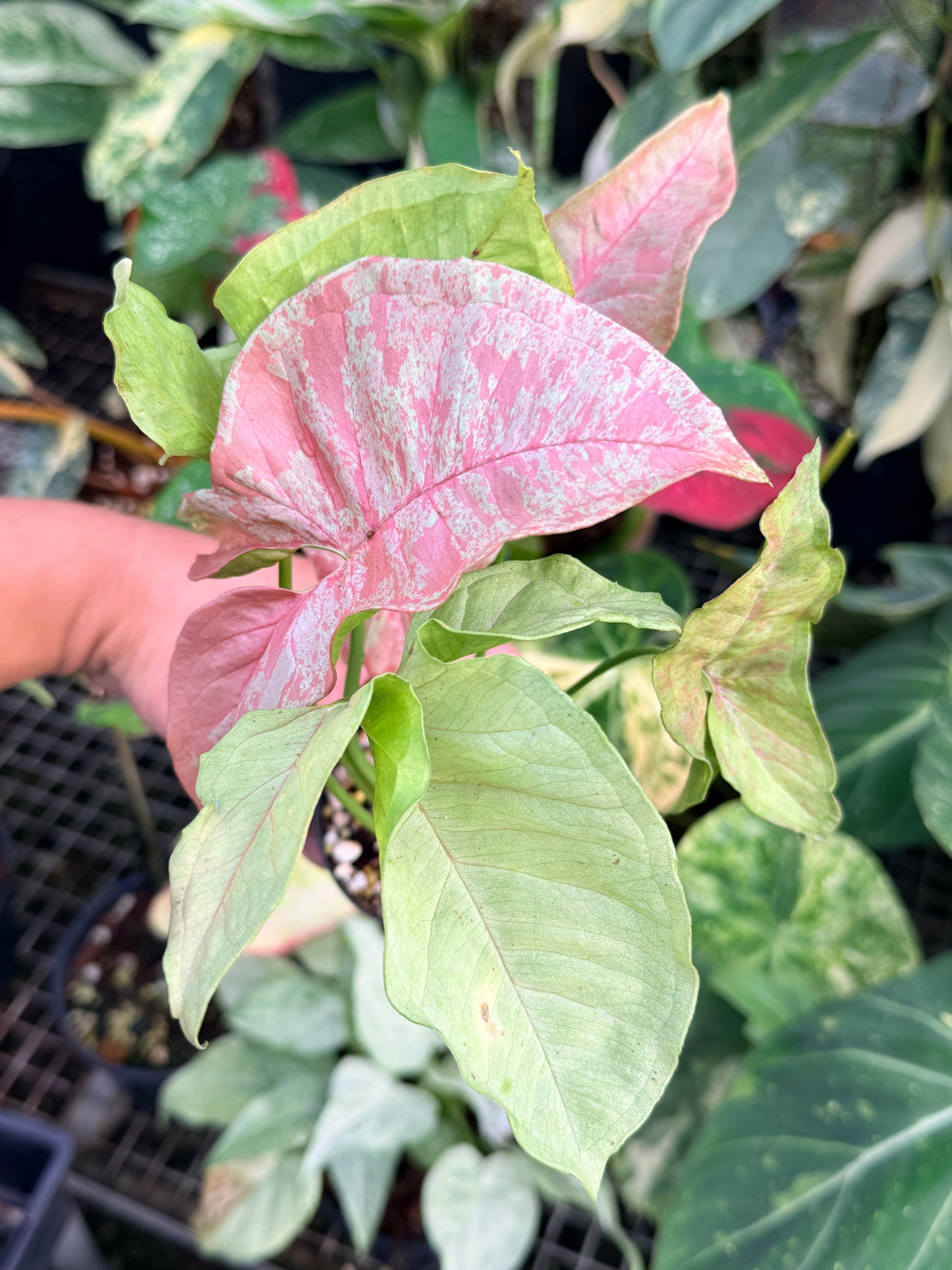 Syngonium 'Milk Confetti' NONTC P42