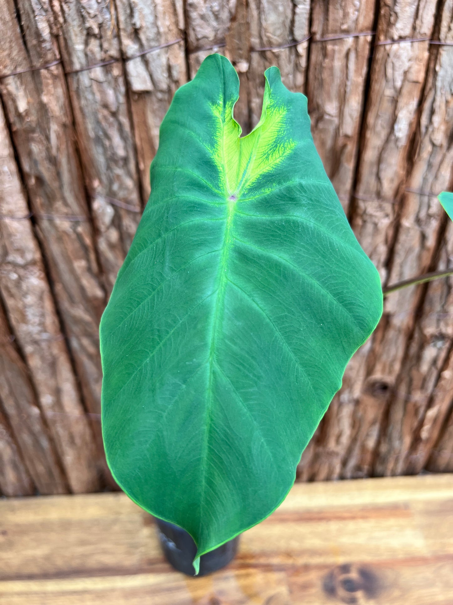 Colocasia Queen of Phoneix B302