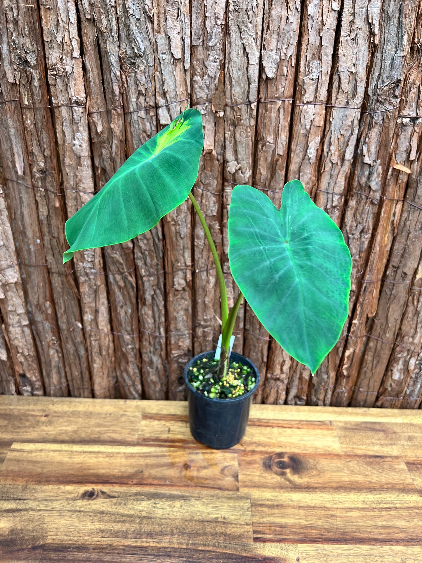 Colocasia Queen of Phoneix B302