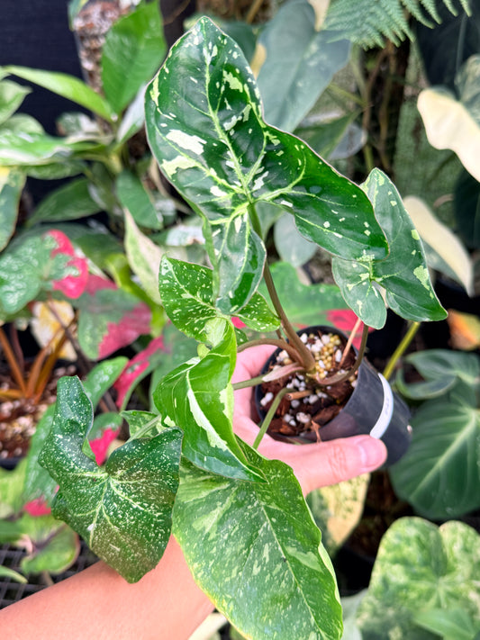 Syngonium 'Panda' P43