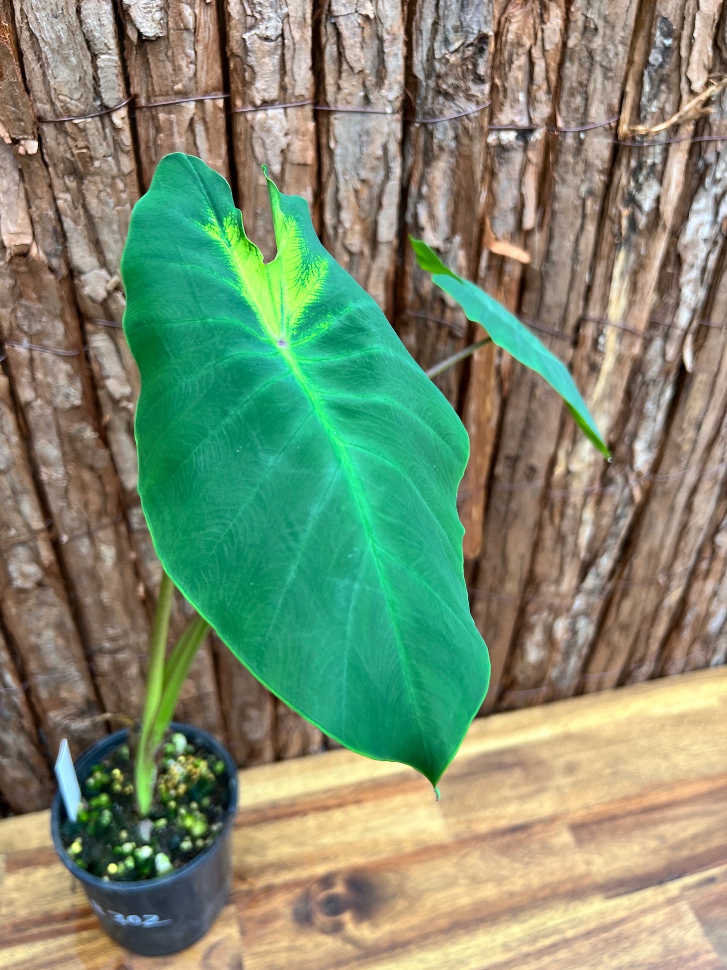 Colocasia Queen of Phoneix B302