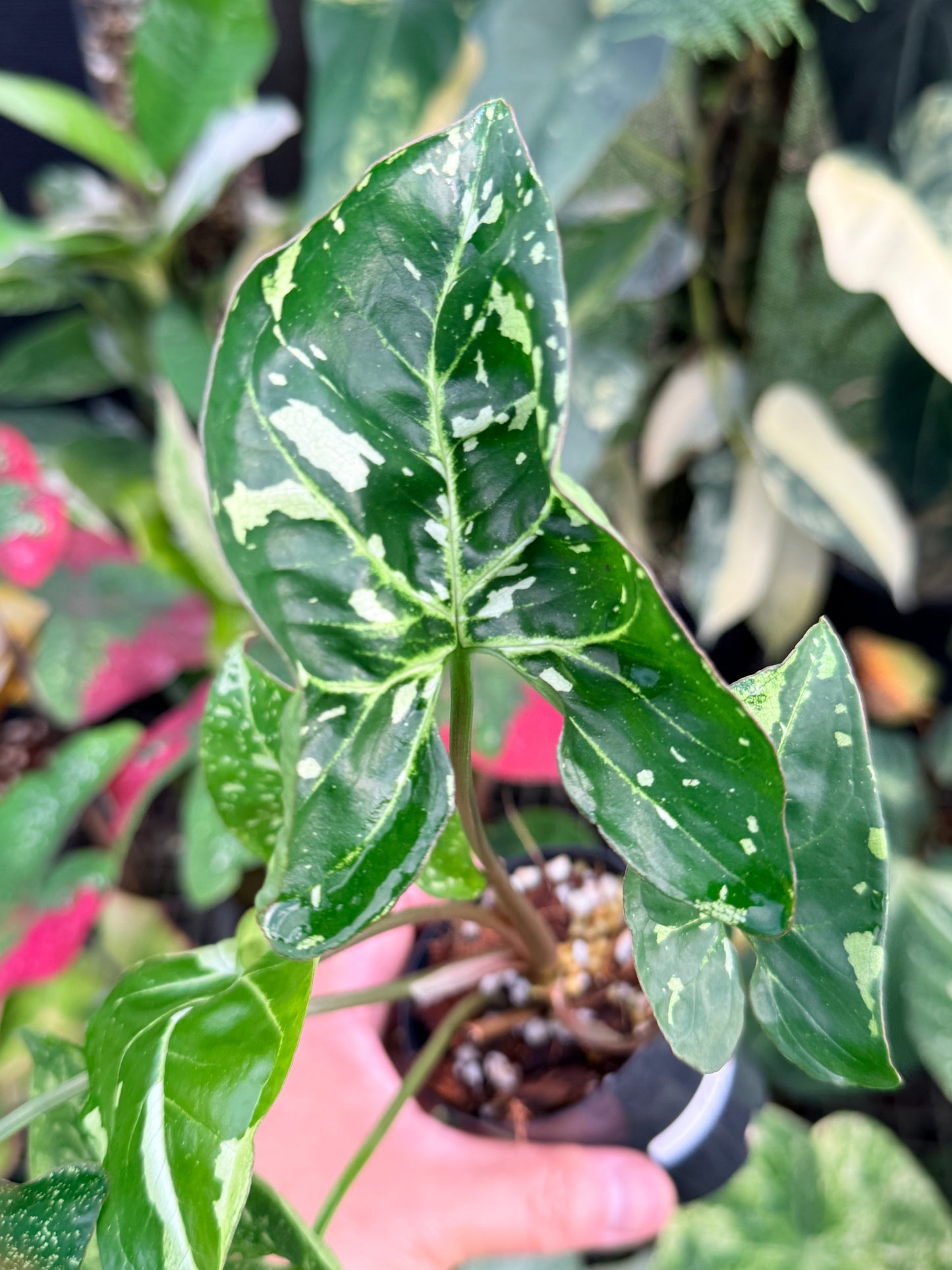 Syngonium 'Panda' P43