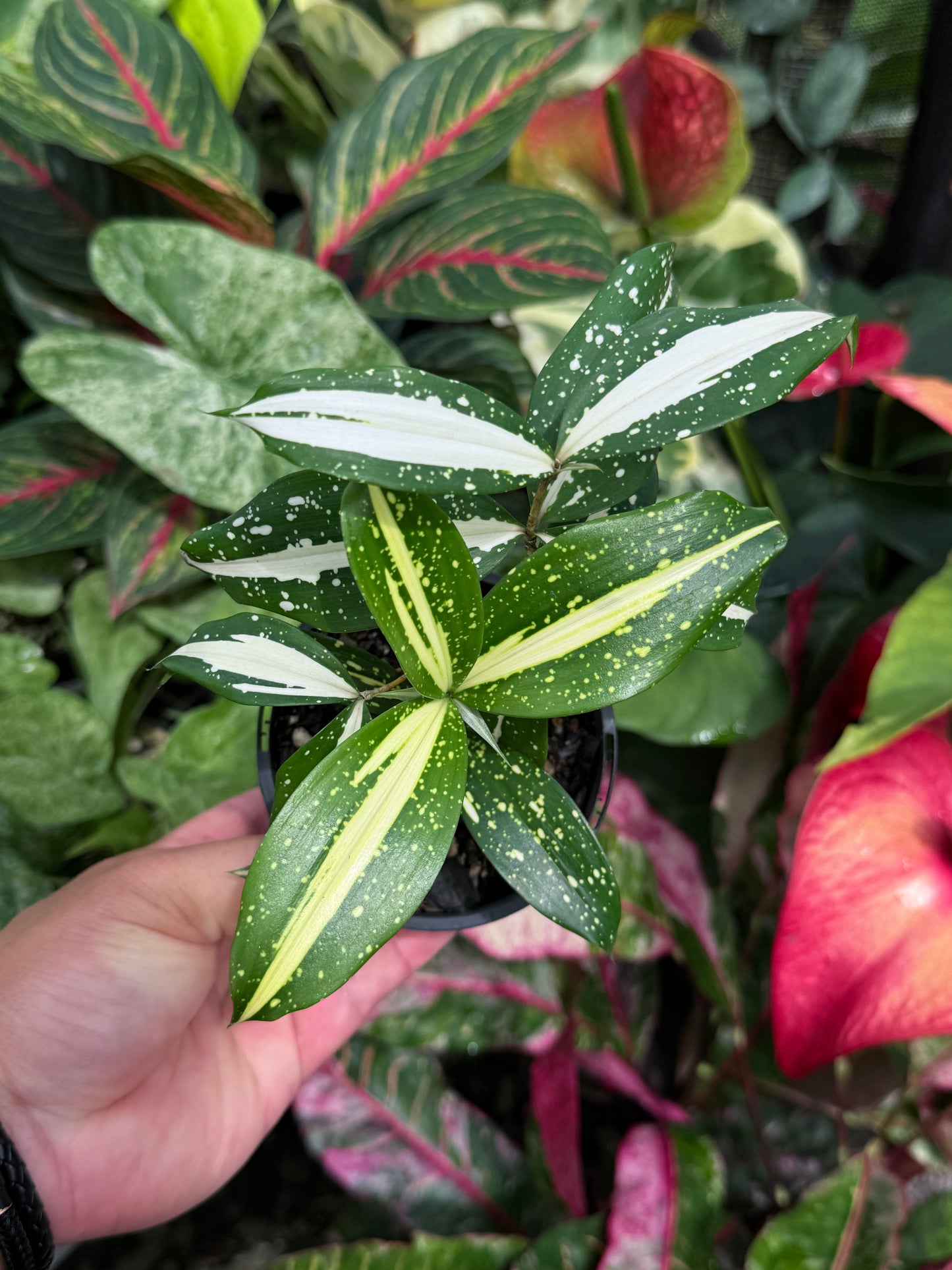 Dracaena 'Milky Way' J23