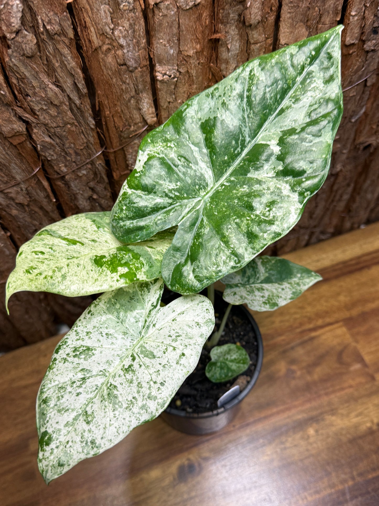 Alocasia odora Batik