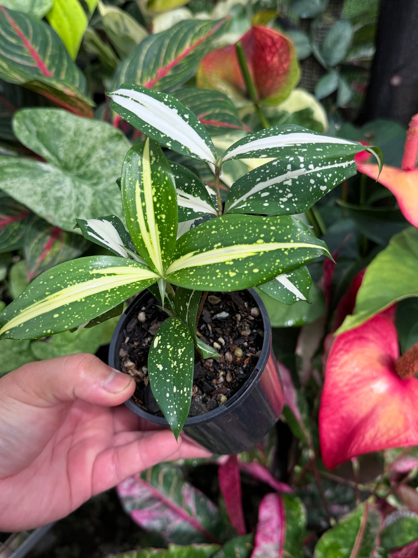 Dracaena 'Milky Way' J23