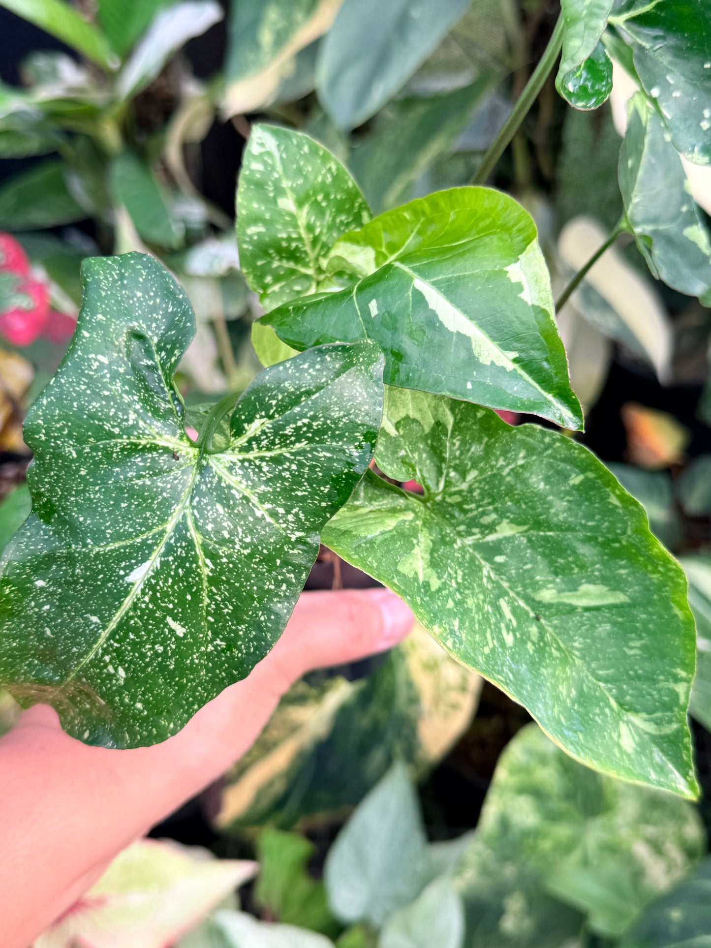 Syngonium 'Panda' P43