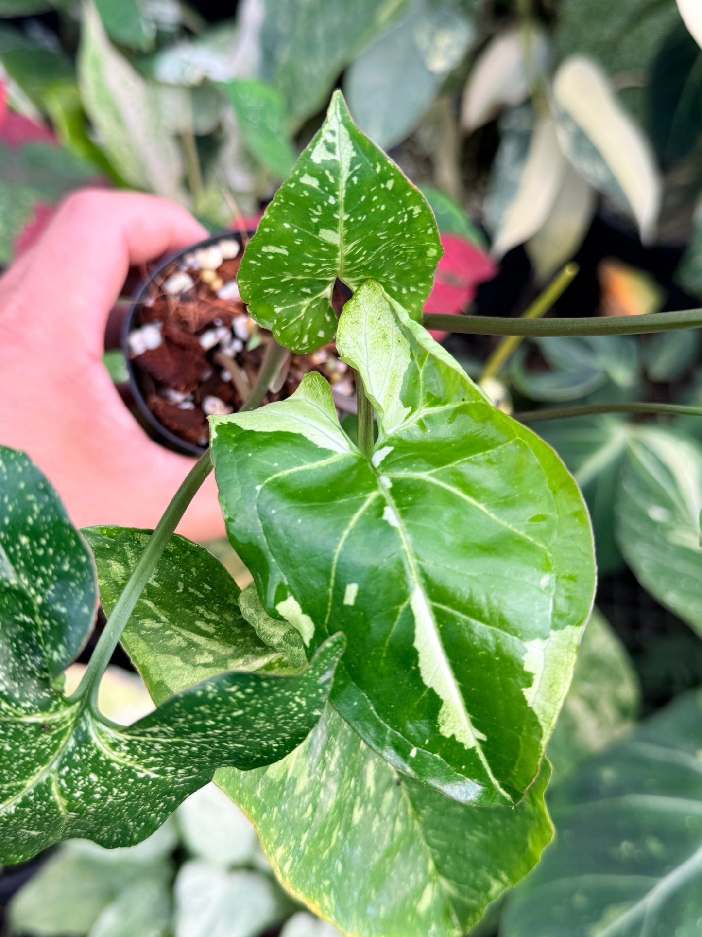 Syngonium 'Panda' P43
