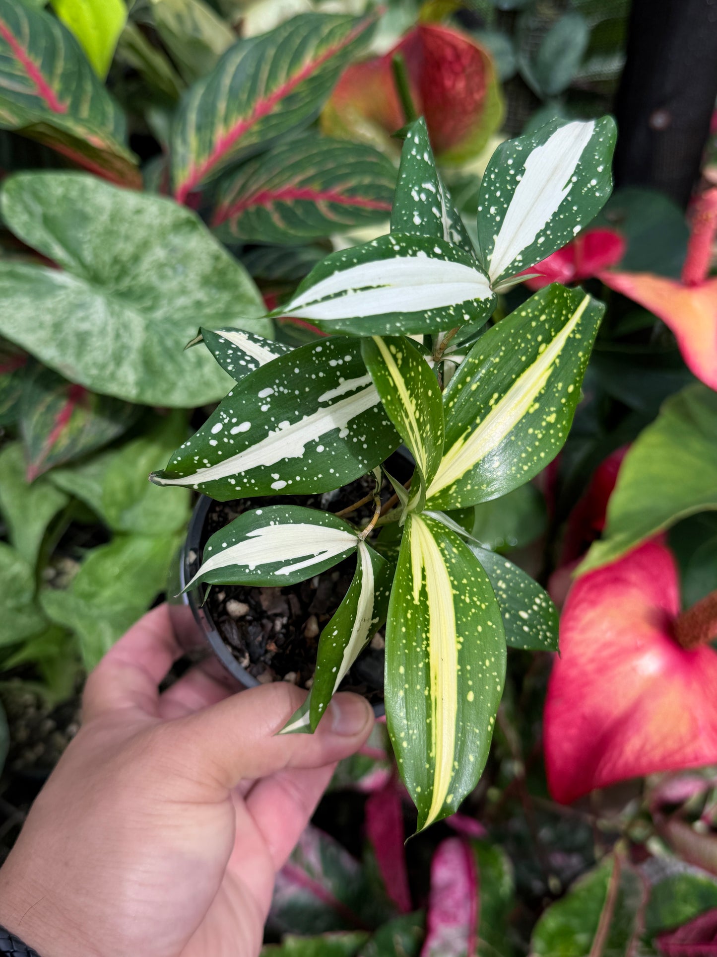 Dracaena 'Milky Way' J23