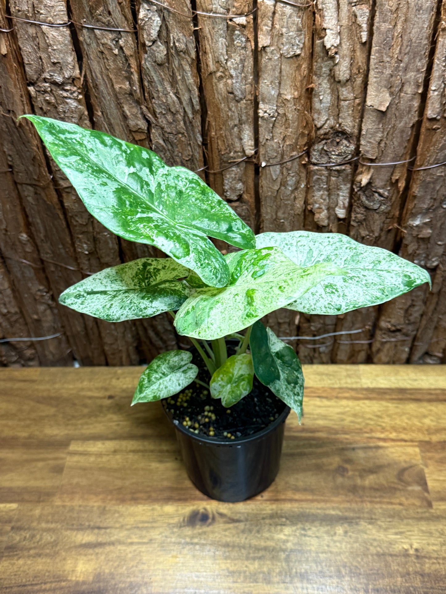 Alocasia odora Batik