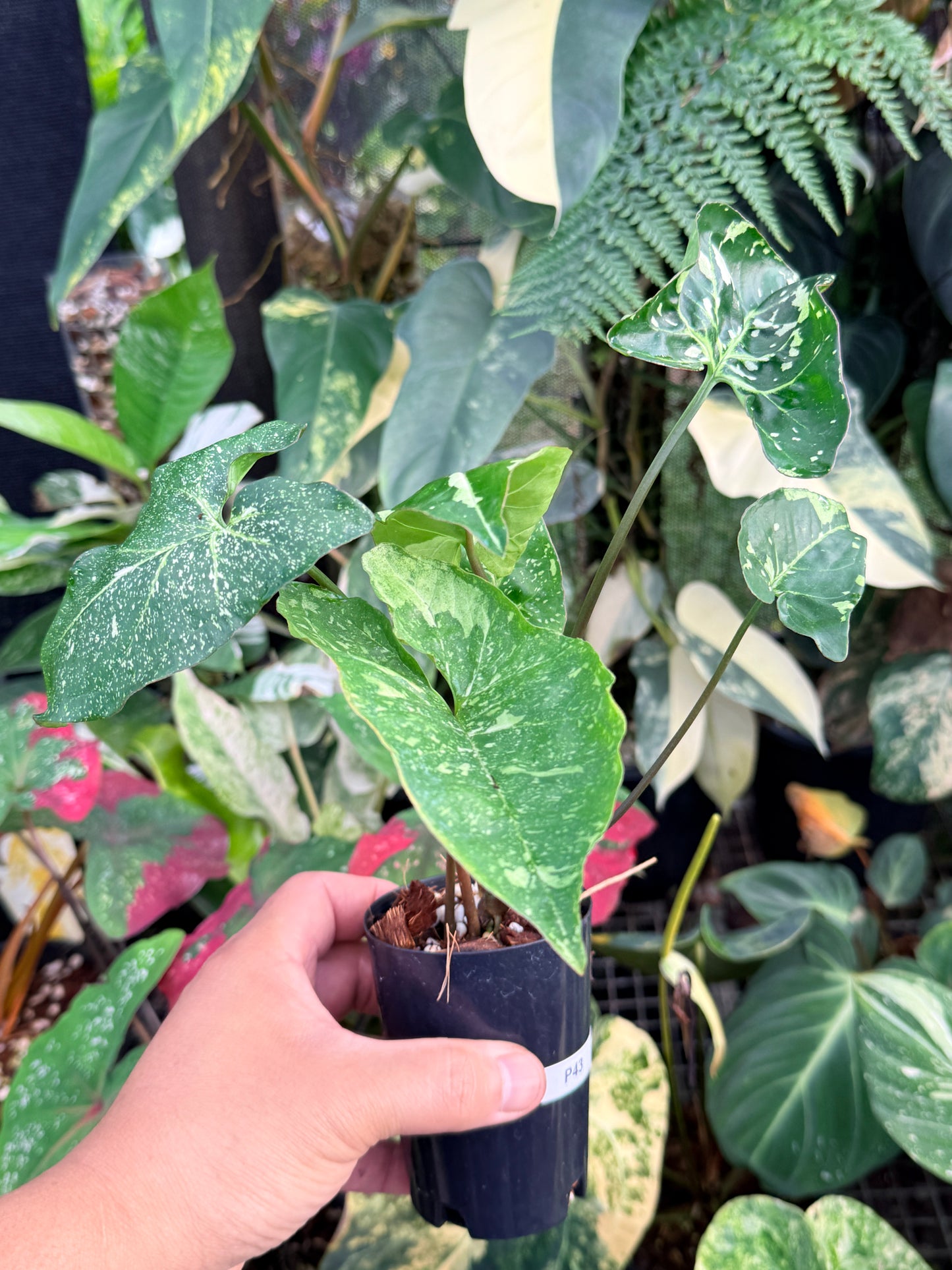 Syngonium 'Panda' P43