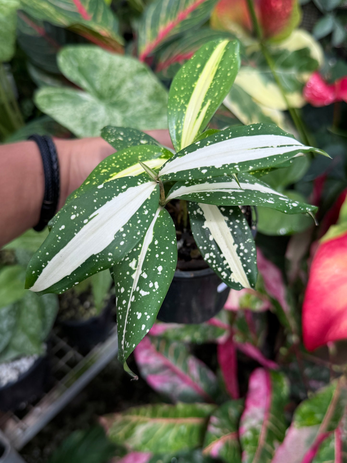 Dracaena 'Milky Way' J23