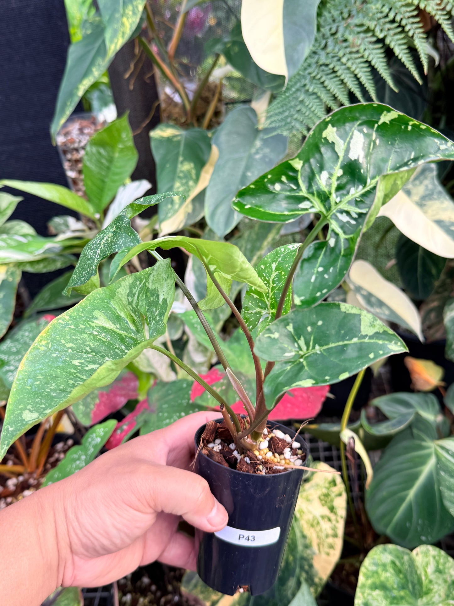 Syngonium 'Panda' P43