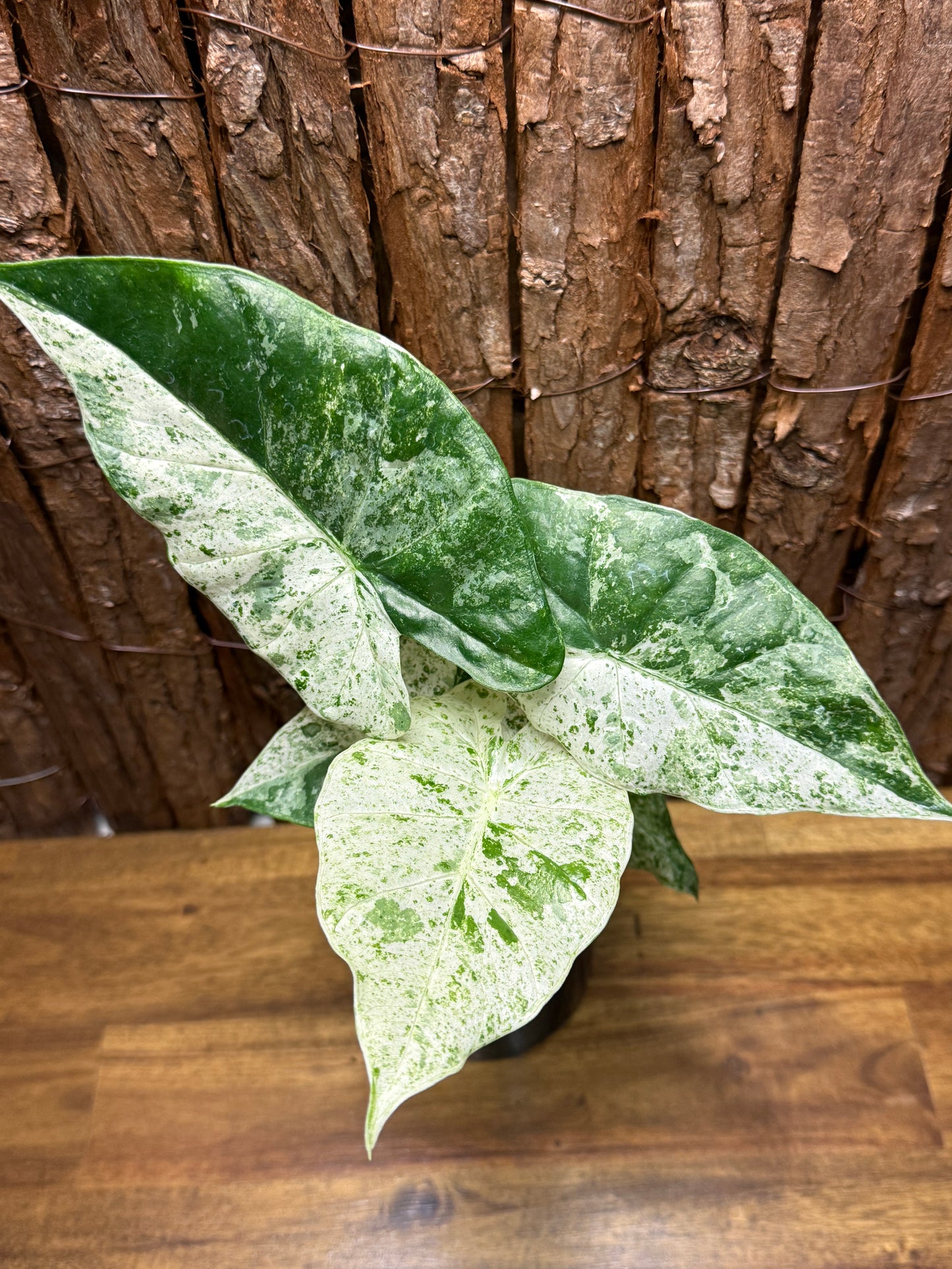 Alocasia odora Batik