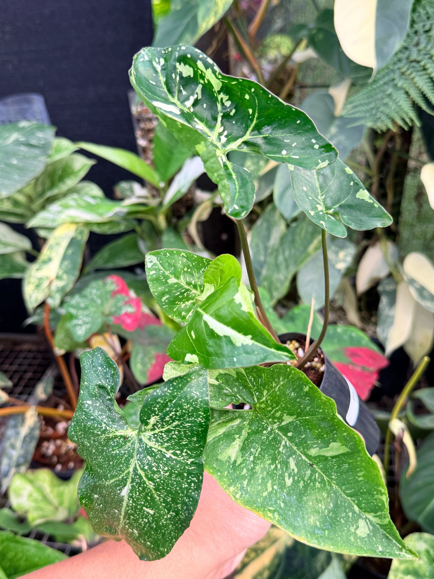 Syngonium 'Panda' P43