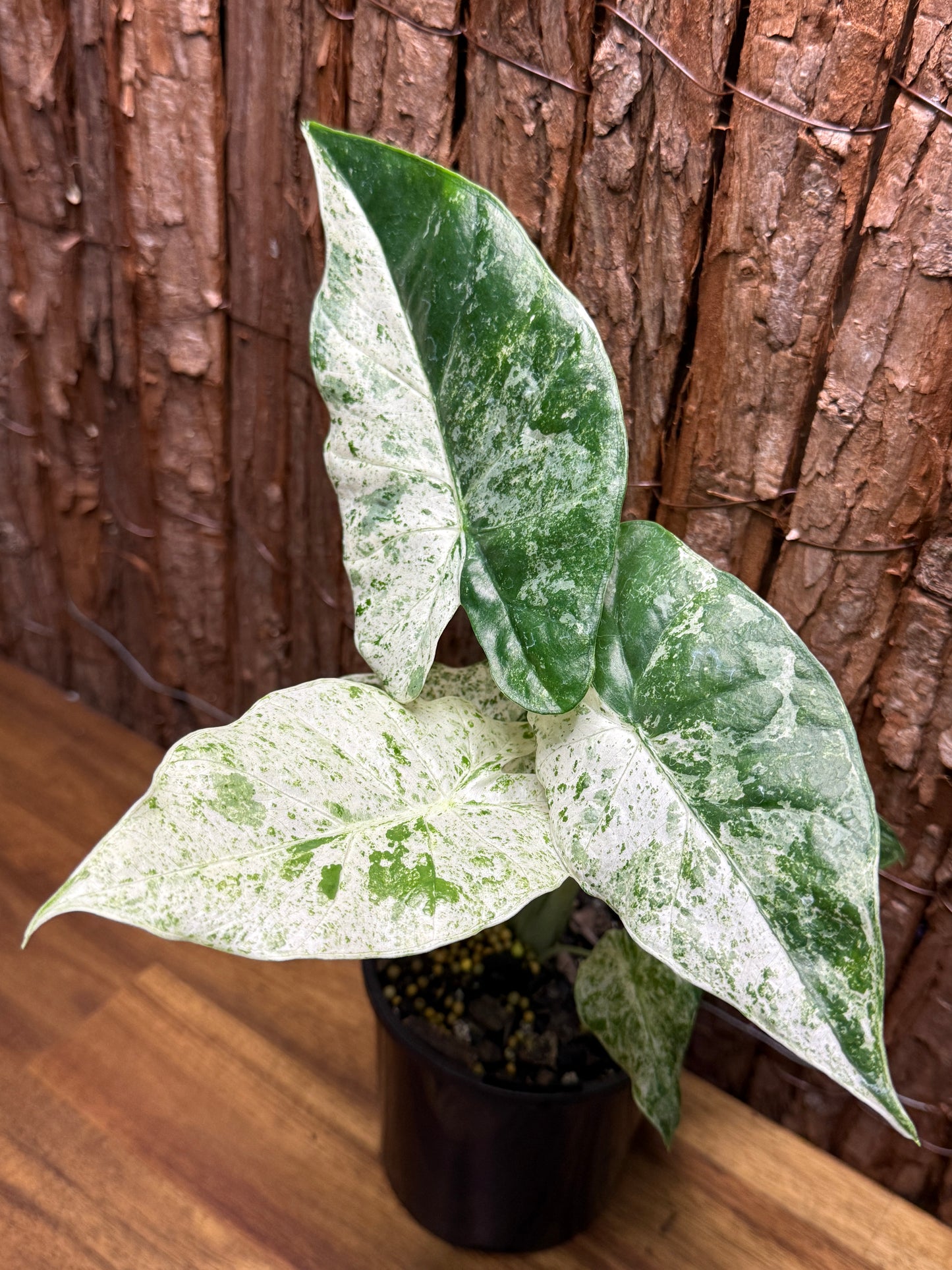 Alocasia odora Batik