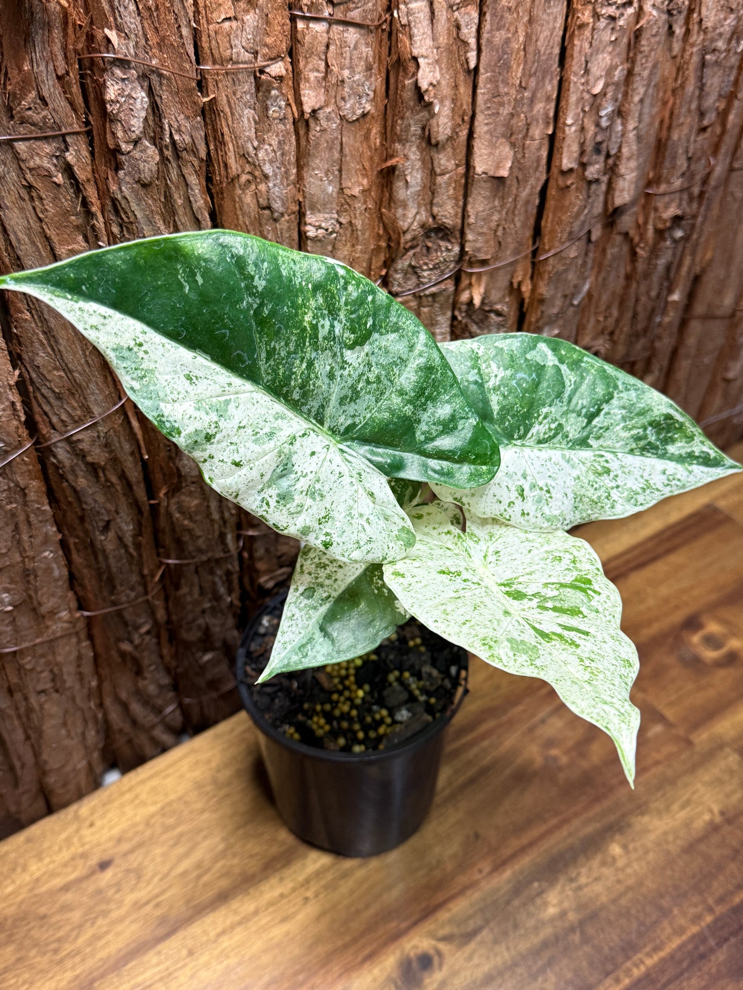 Alocasia odora Batik