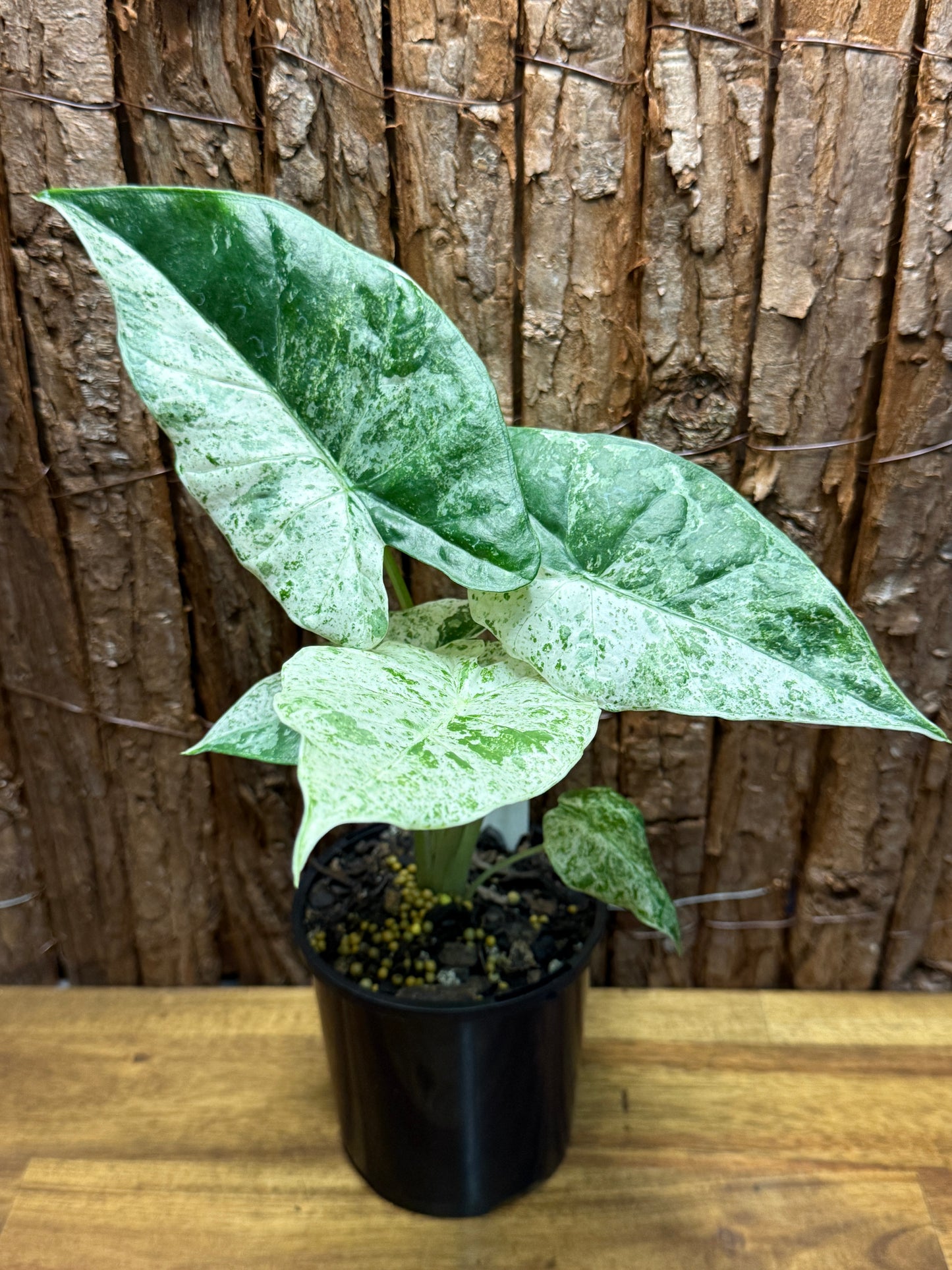 Alocasia odora Batik