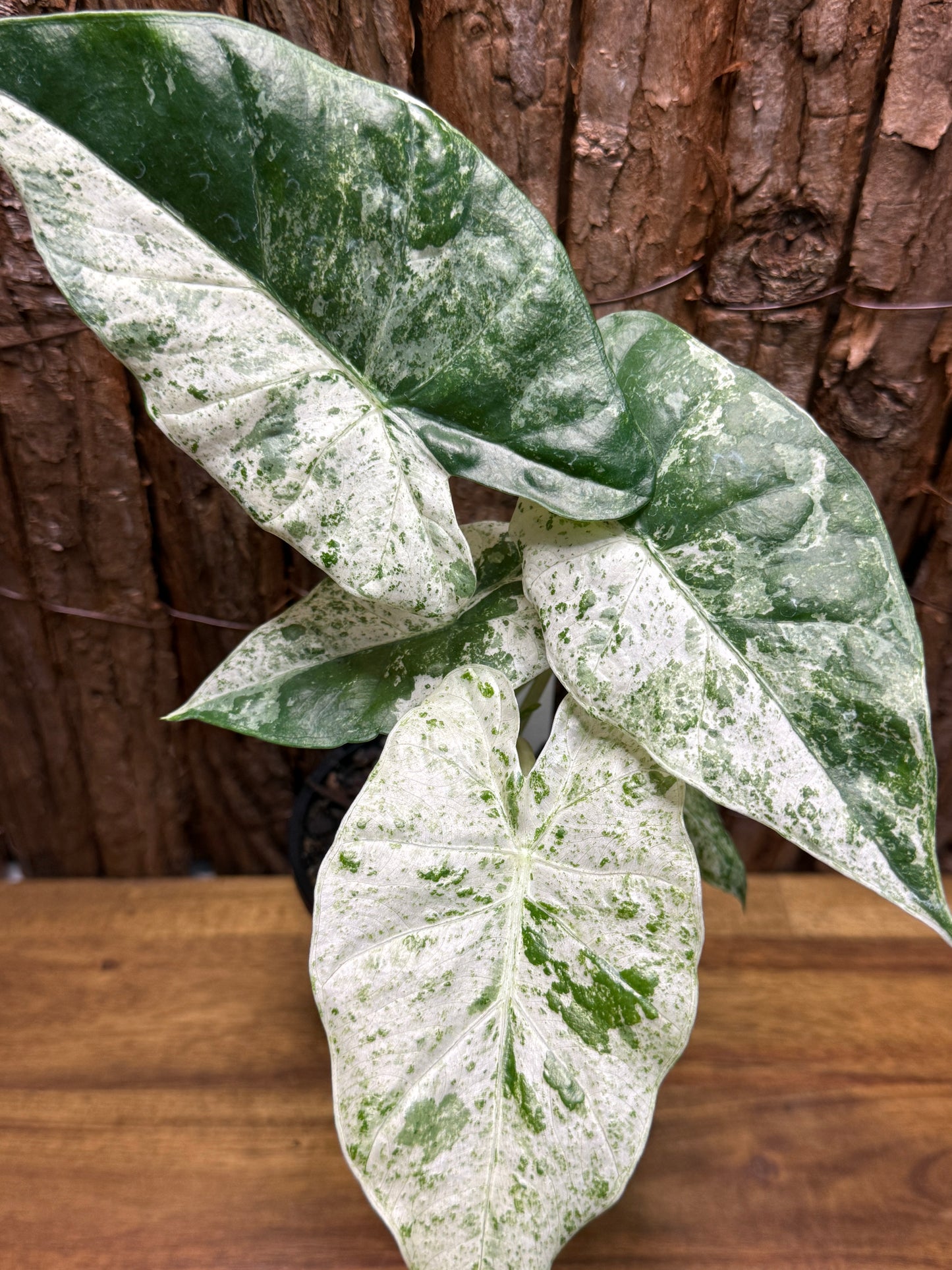 Alocasia odora Batik