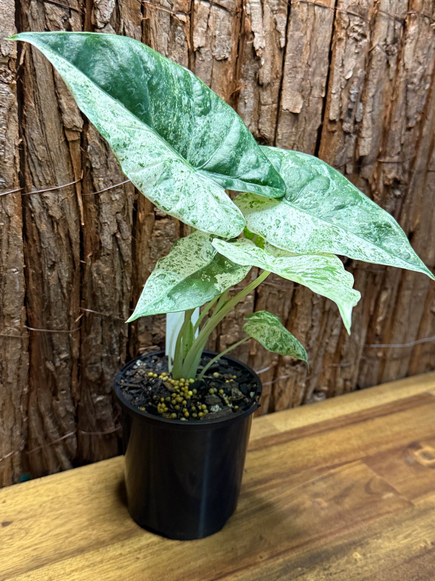 Alocasia odora Batik