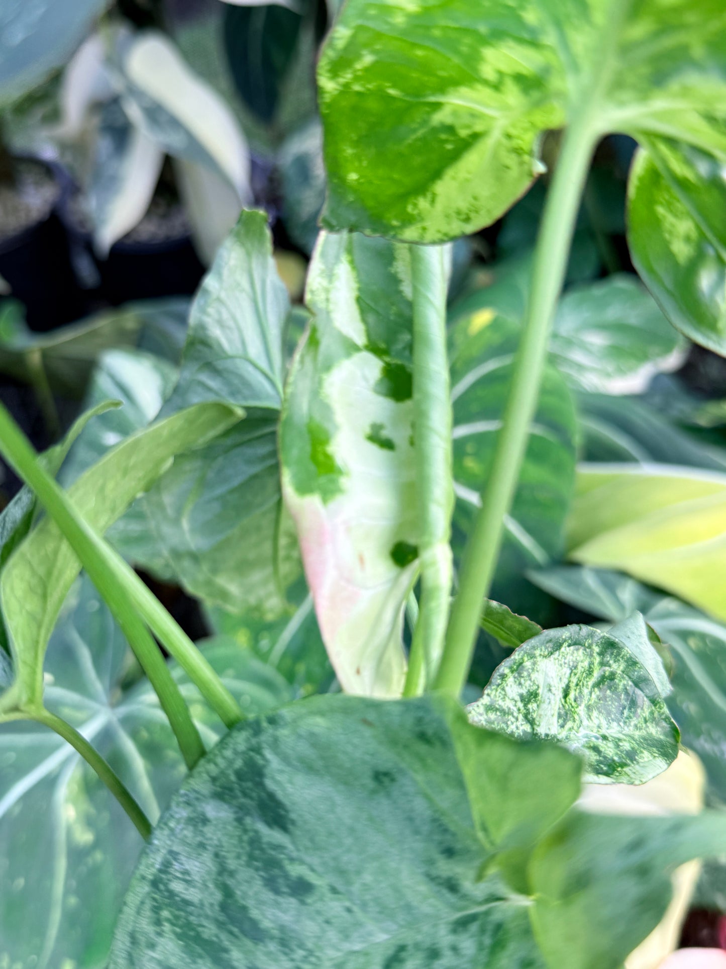 Syngonium 'Confetti Tricolor' P40