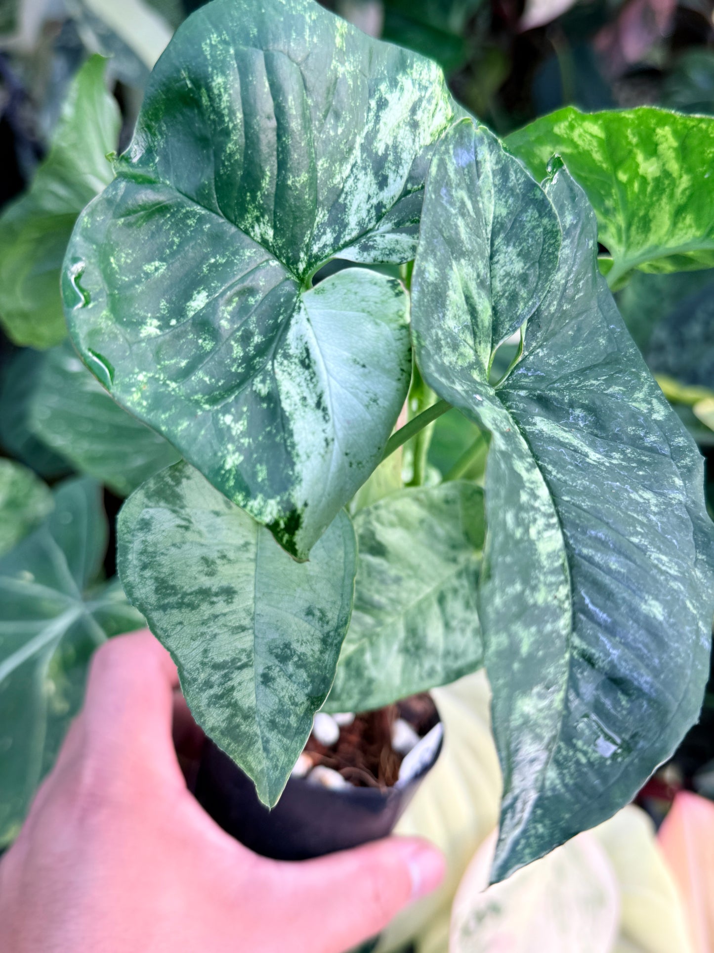 Syngonium 'Confetti Tricolor' P40