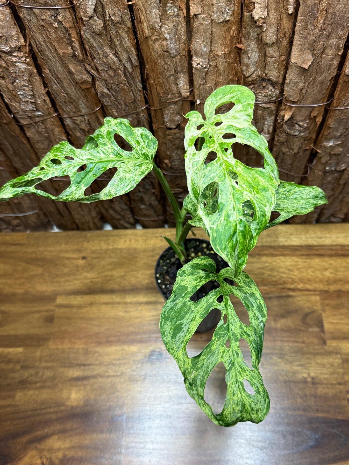 Monstera adansoni Mottled Mint