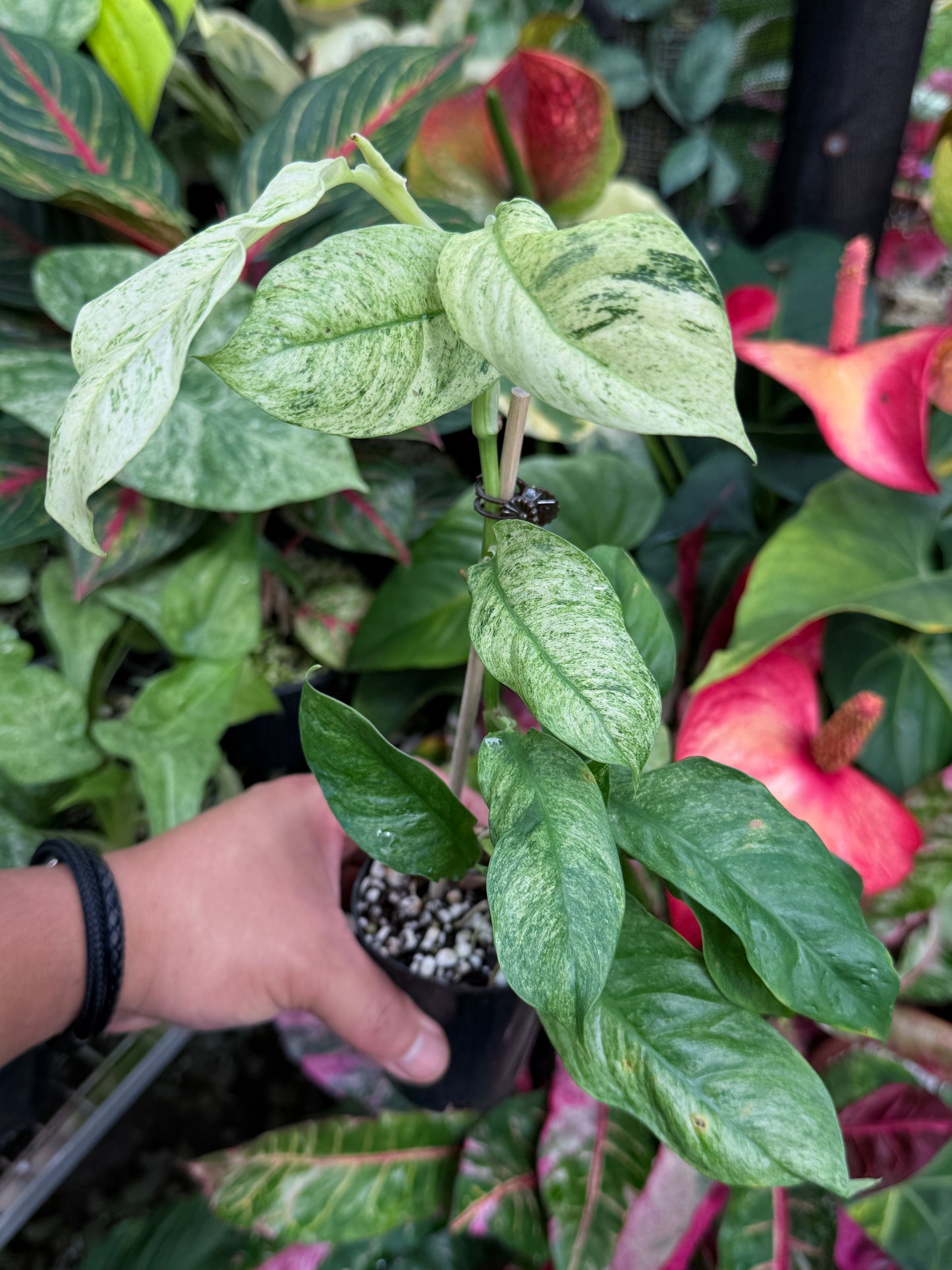 Rhaphidophora Puberula Variegata