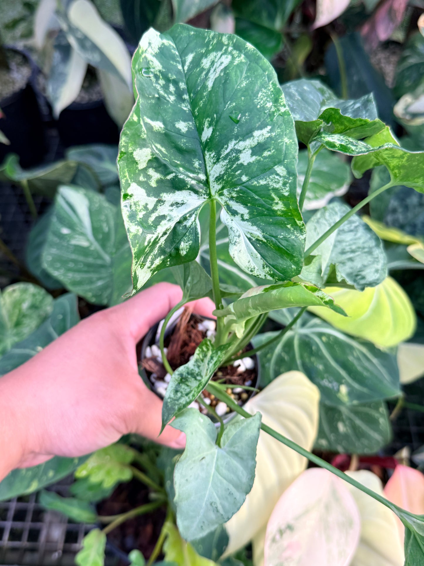 Syngonium 'Confetti Tricolor' P40